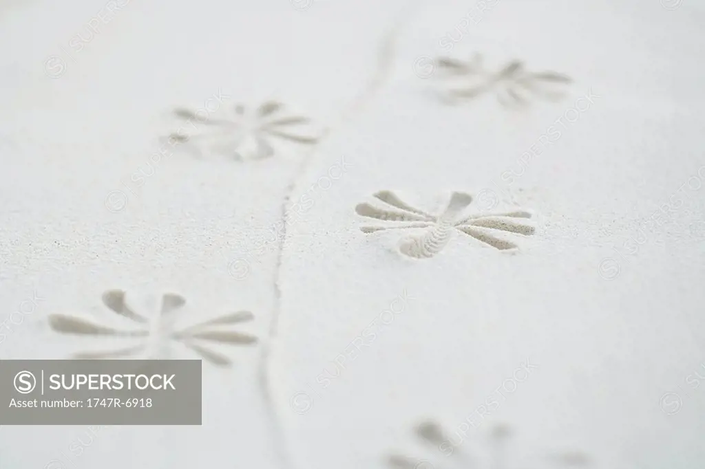 Flower pattern printed into sand, close-up