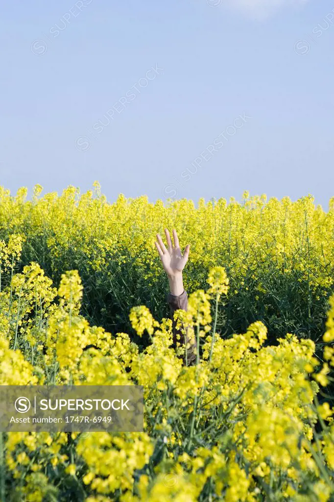 Hand emerging from field of canola
