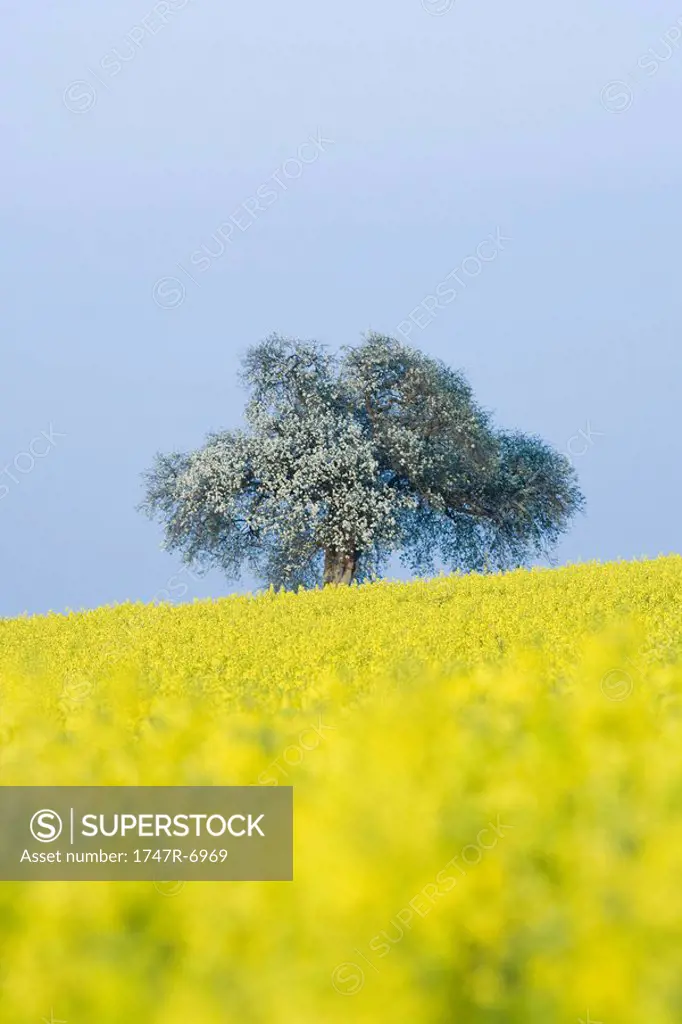 Field of canola and tree in bloom
