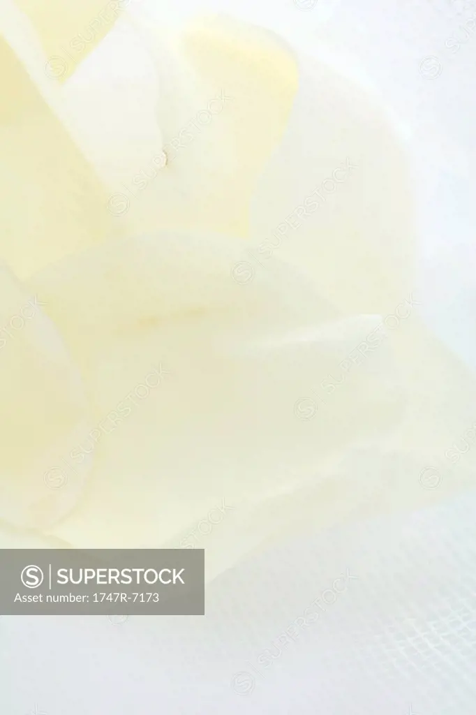 White rose, extreme close-up
