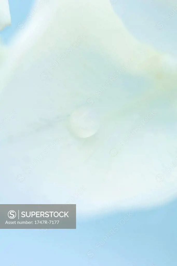 Drop on flower petal, extreme close-up