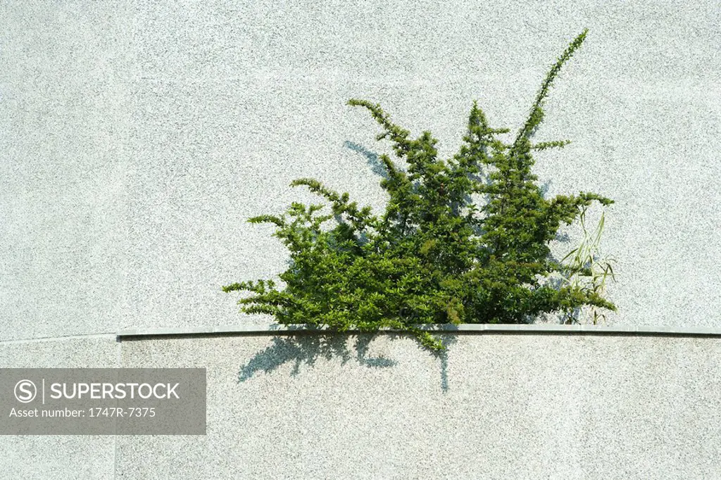 Plant growing in concrete ledge
