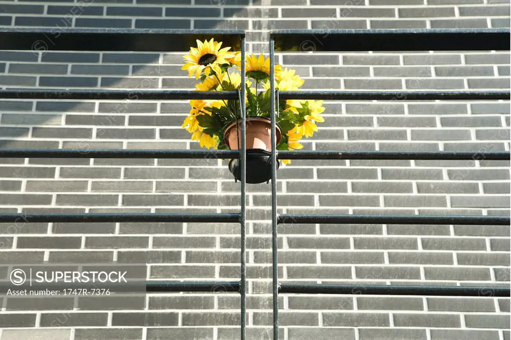 Fake sunflowers hanging on railing, low angle view