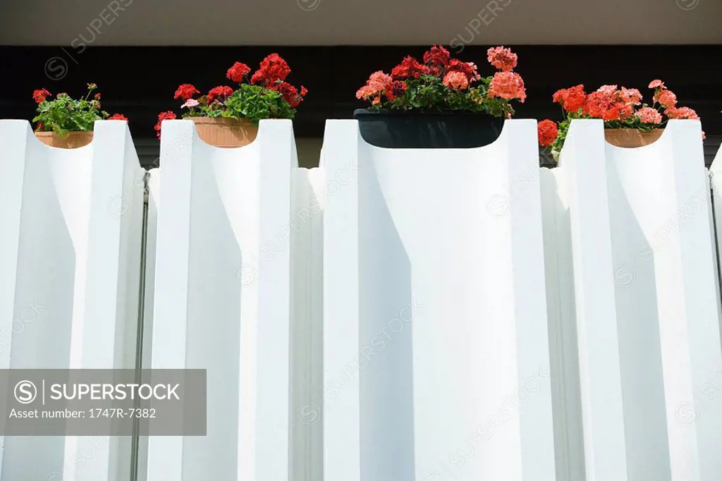 Geraniums in window boxes