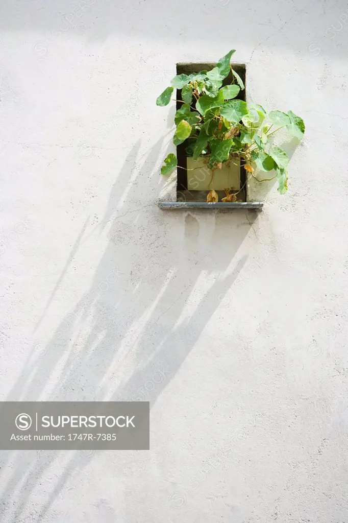 Plant in window nook