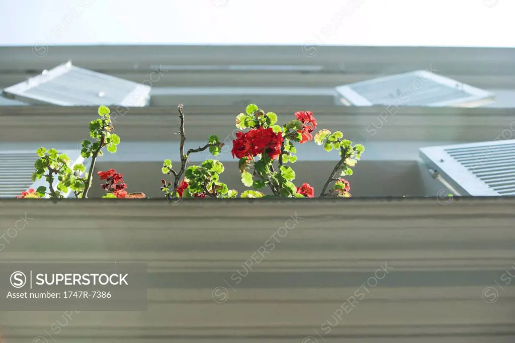 Branches of geranium emerging from windowsill, low angle view