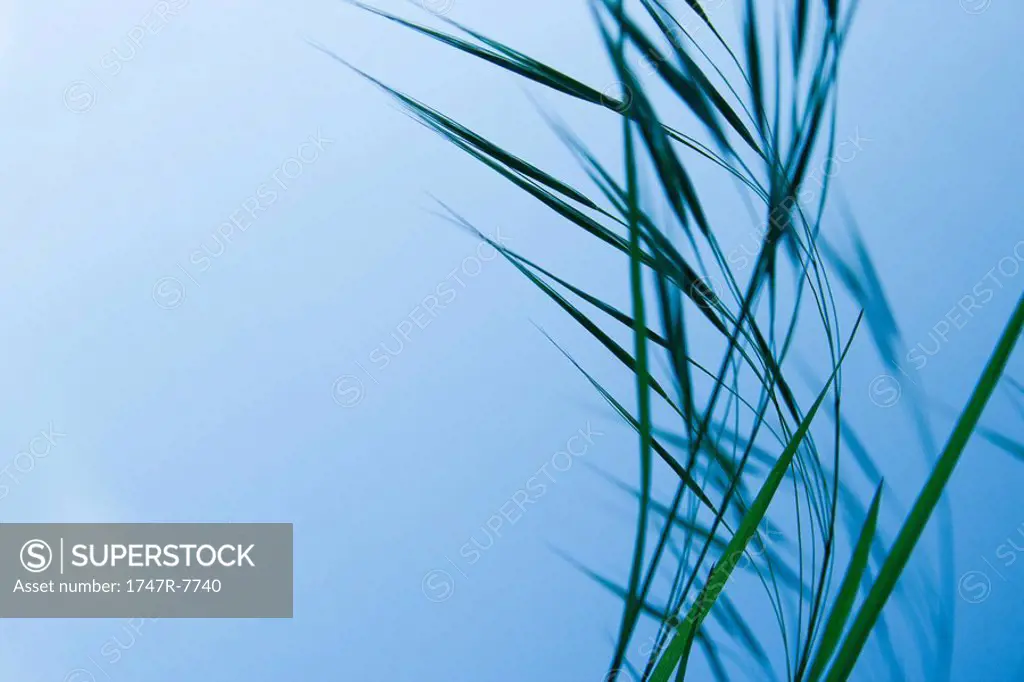 Tall grass against blue sky