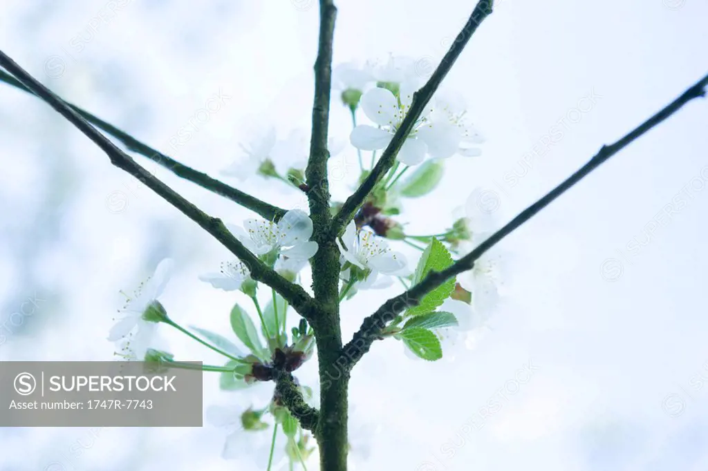 Apple tree branches, in blossom