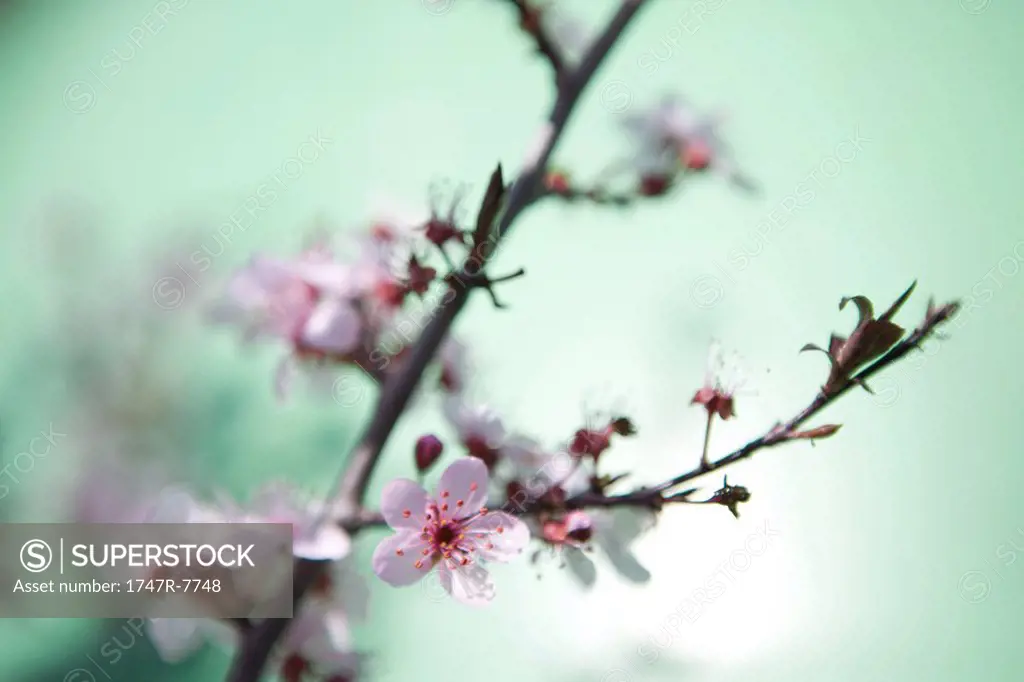 Cherry tree branch in blossom