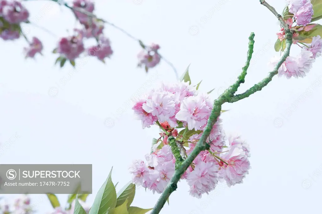 Cherry tree branch in blossom, cropped