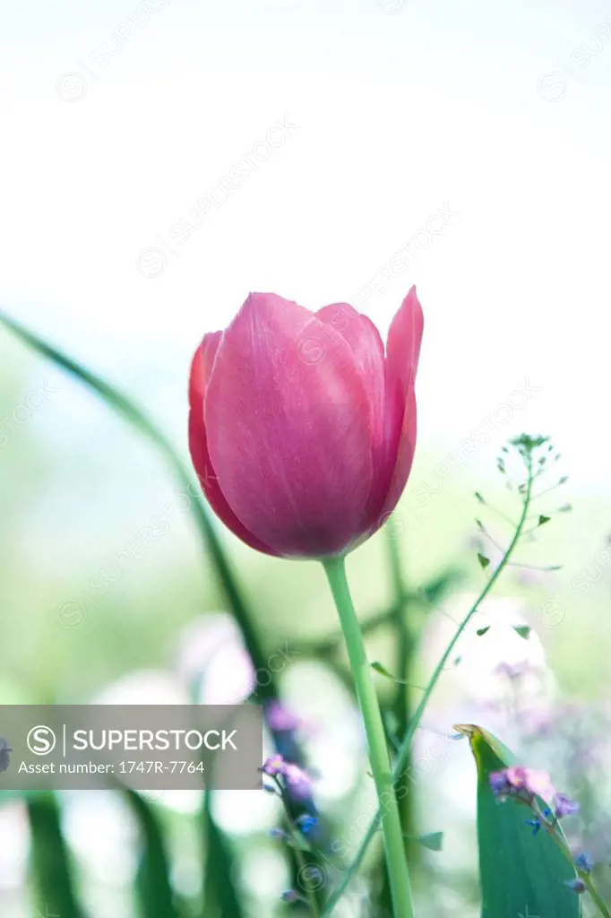 Tulip in flower garden