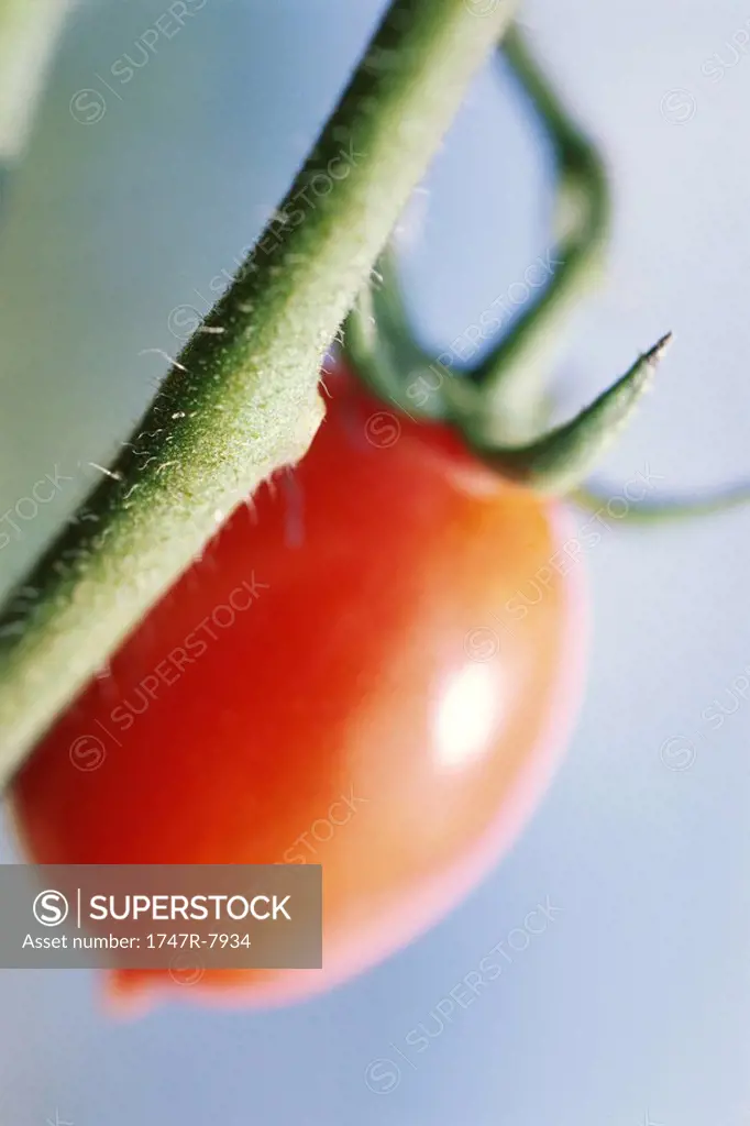 Tomato growing on vine, close-up