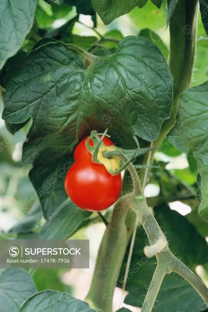 Tomato plant, close-up
