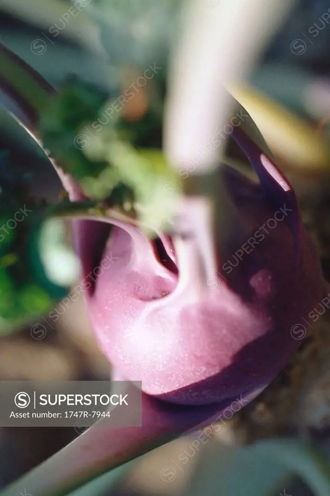 Kohlrabi growing in garden, close-up
