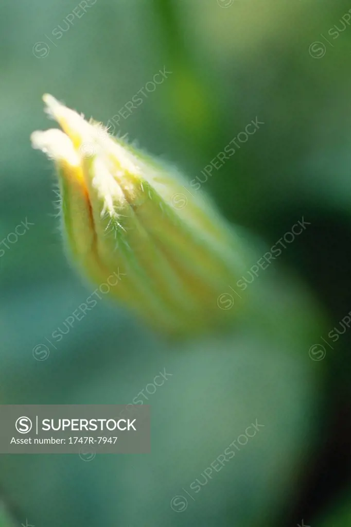 Zucchini flower bud, close-up