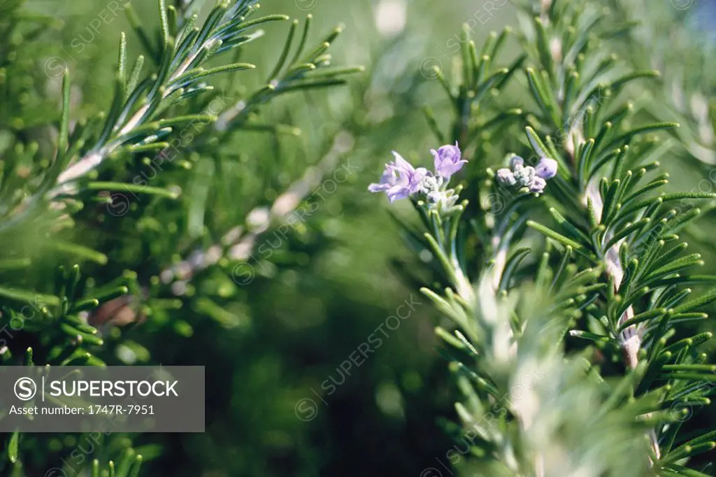 Rosemary plant in bloom, close-up