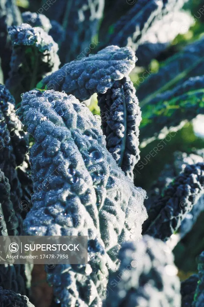 Chard covered with frost in garden, extreme close-up