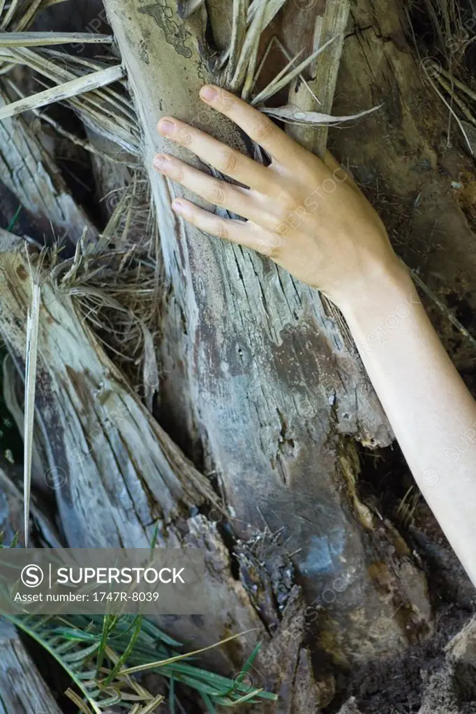 Woman touching palm tree, cropped