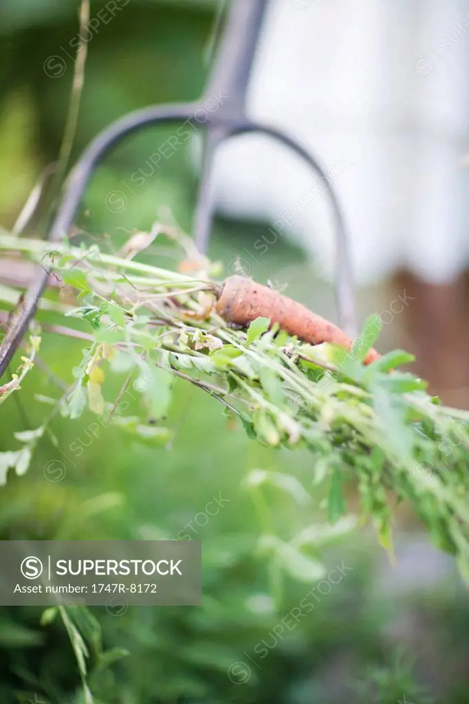 Carrot and vegetation in garden fork