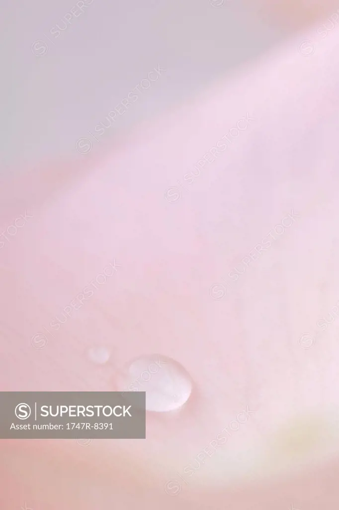 Drop of water on rose petal, extreme close-up