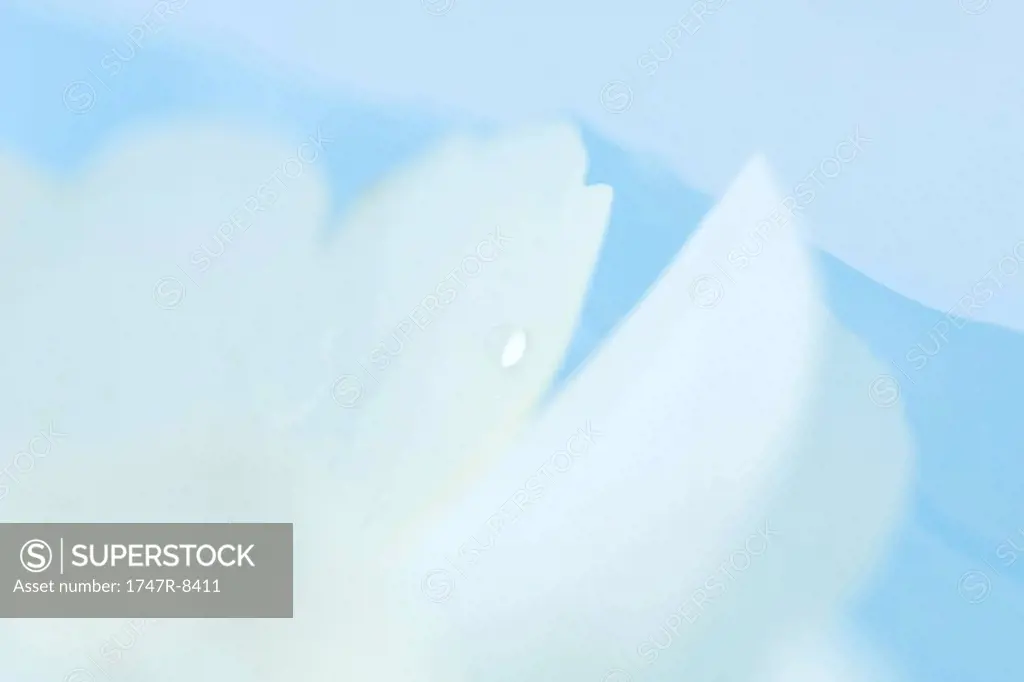 Droplet of water on flower petal