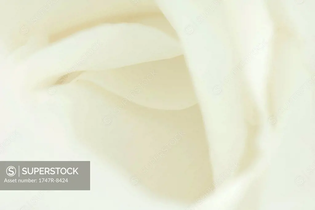 White flower petals, extreme close-up
