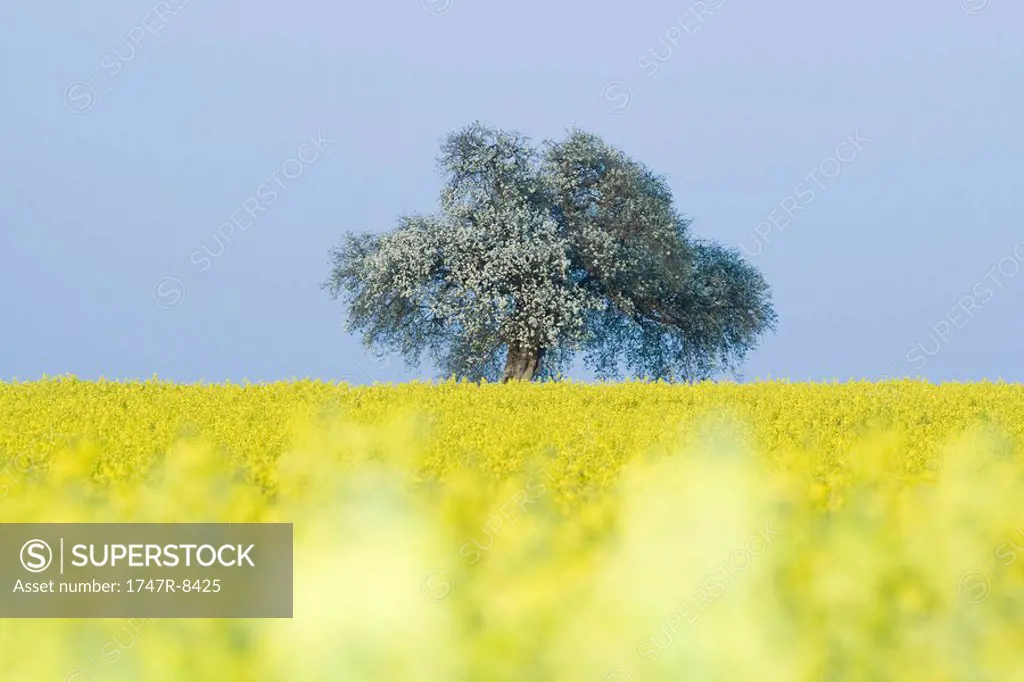 Field of canola with tree in blossom