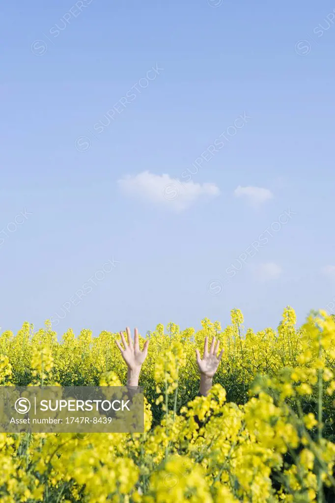 Hands emerging from field of canola