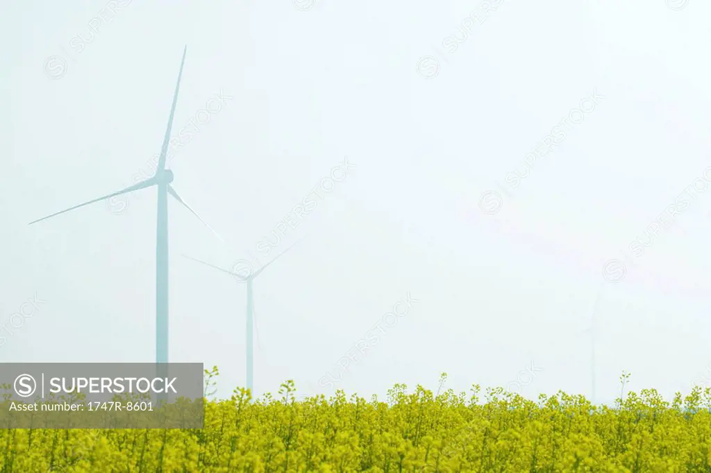 Wind turbines in field of colza