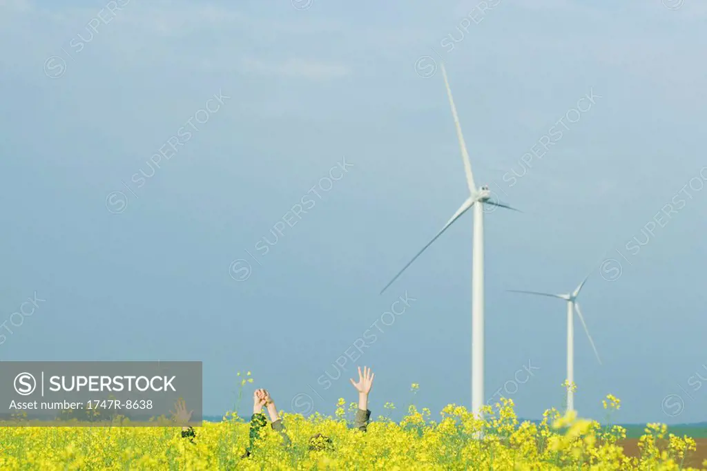 Two friends hiding in field of colza with arms raised, holding hands, wind turbines in background