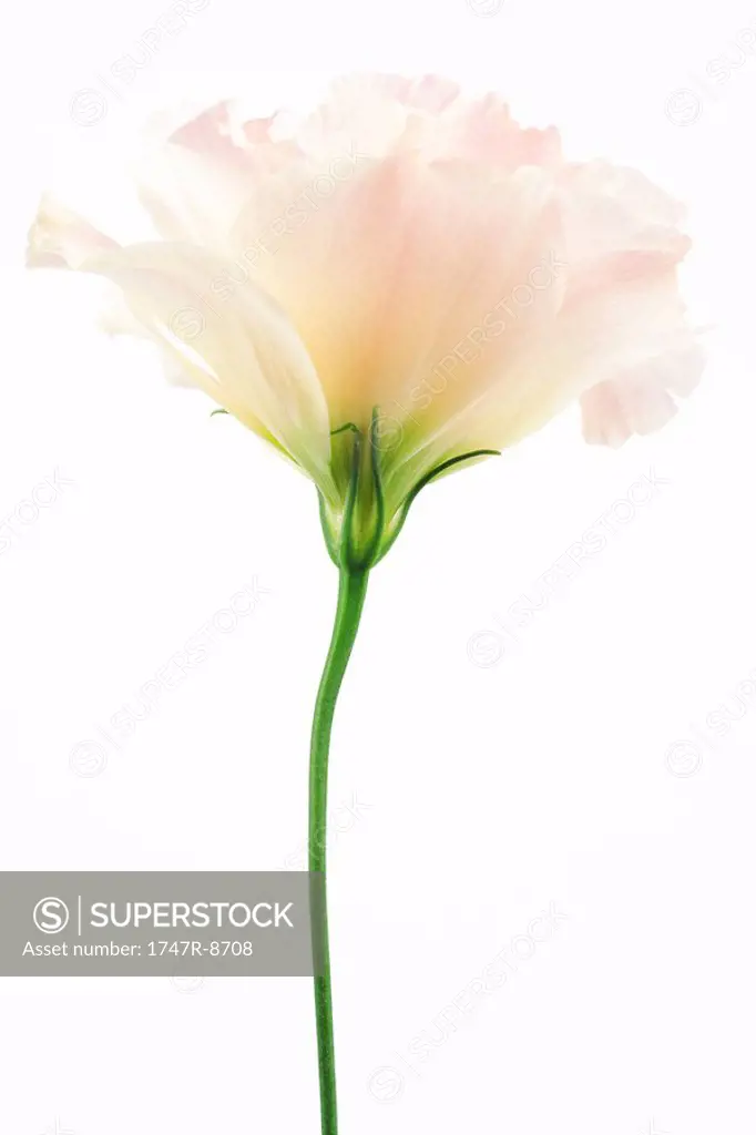 Eustoma flower, close-up, side view