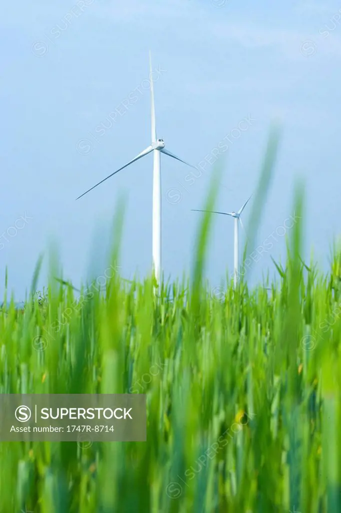 Wind turbines in field of tall grass, low angle view