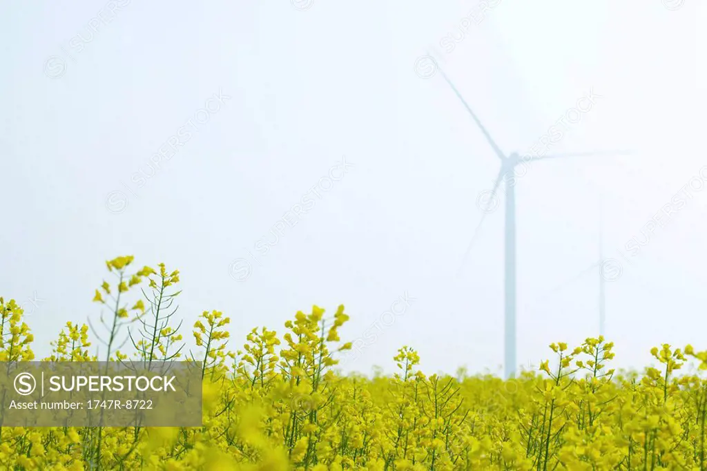 Wind turbines in field of flowers, low angle view
