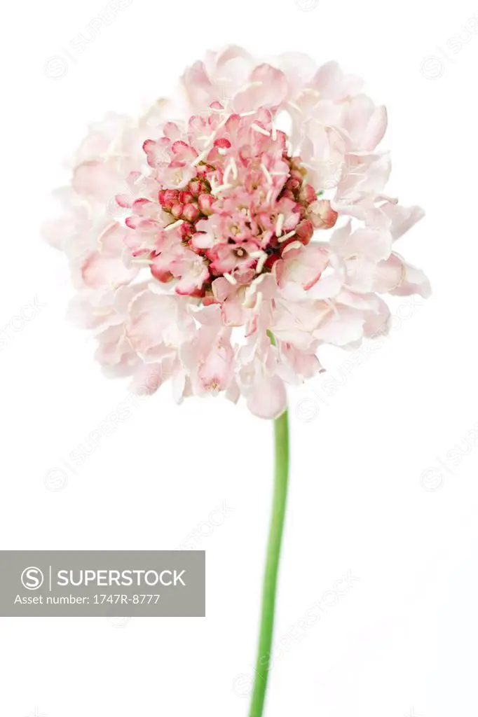 Scabiosa flower, on white background