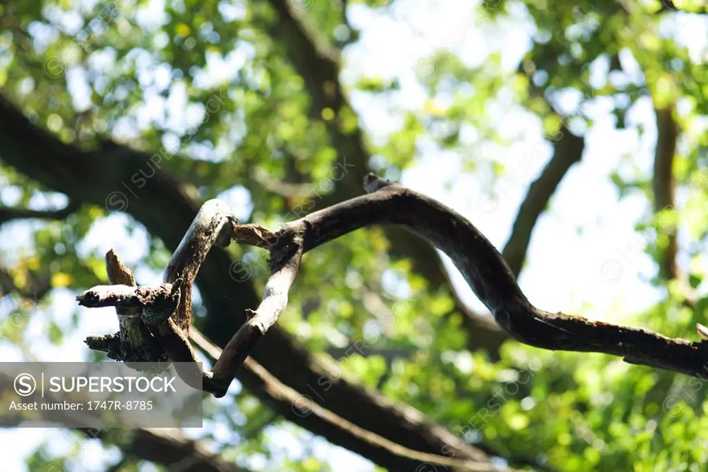 Bare tree branch, close-up, focus on foreground