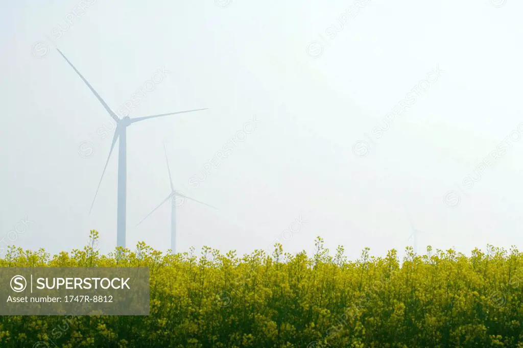 Wind turbines in field of flowers