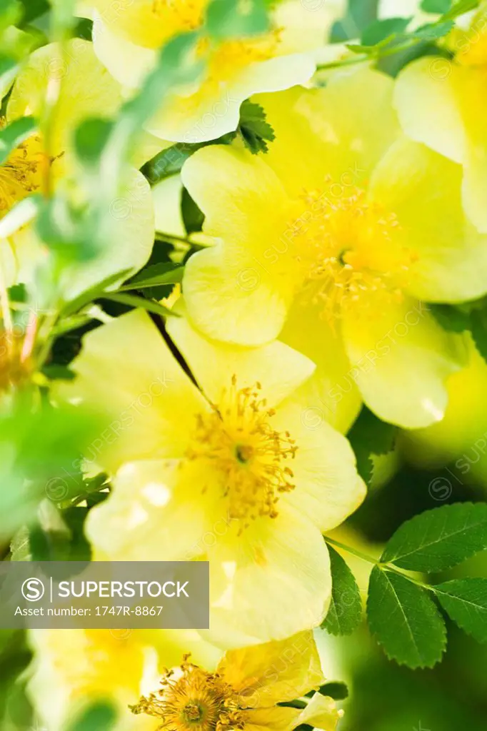 Yellow wild rose, close-up of flowers