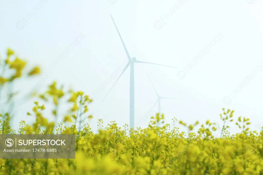 Wind turbines in field of colza, low angle view