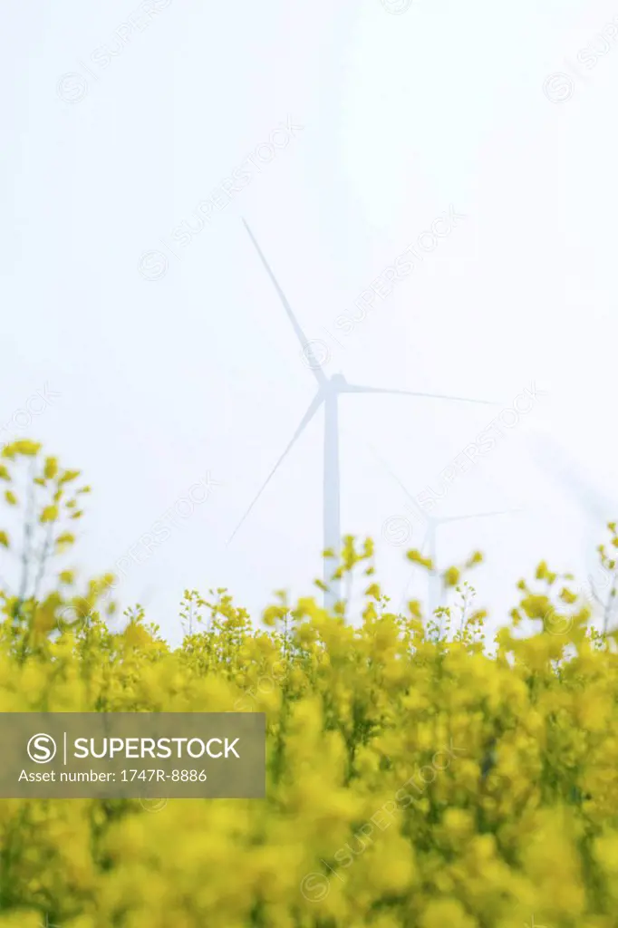 Wind turbines in field of colza, low angle view