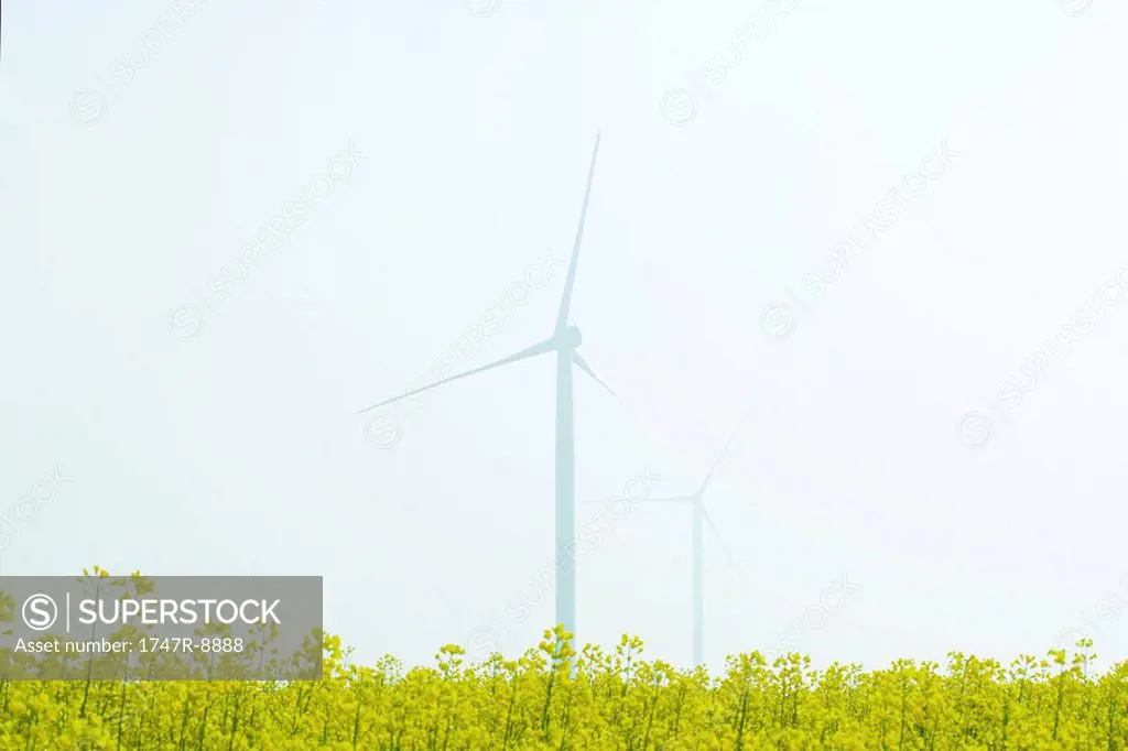 Wind turbines in field of colza, partially obscured by fog