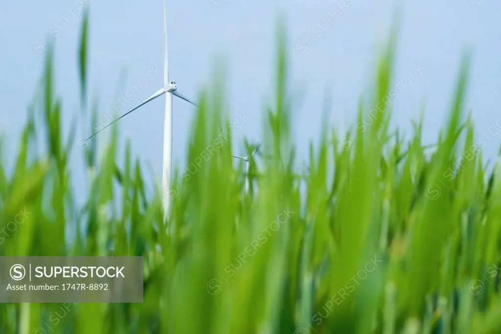 Wind turbine in field of tall grass, low angle view, focus on background