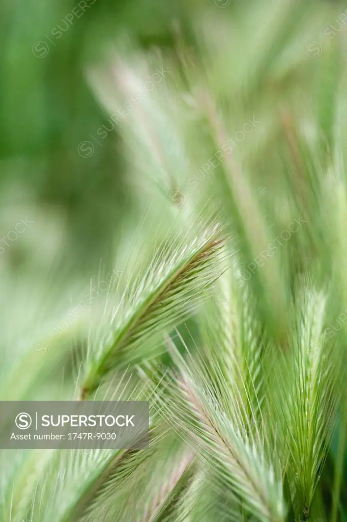 Green wheat, close-up