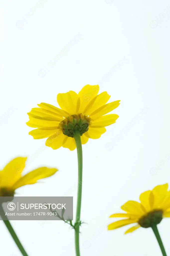 Yellow flowers, low angle view