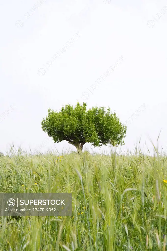 Lone tree growing in field