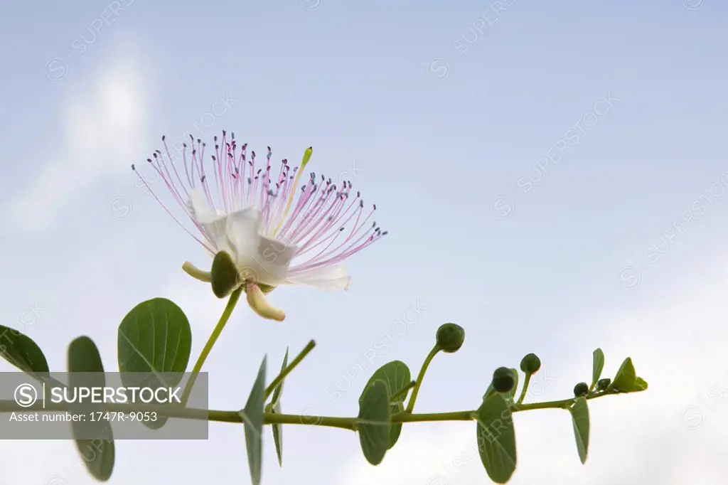 Eucalyptus branch in flower