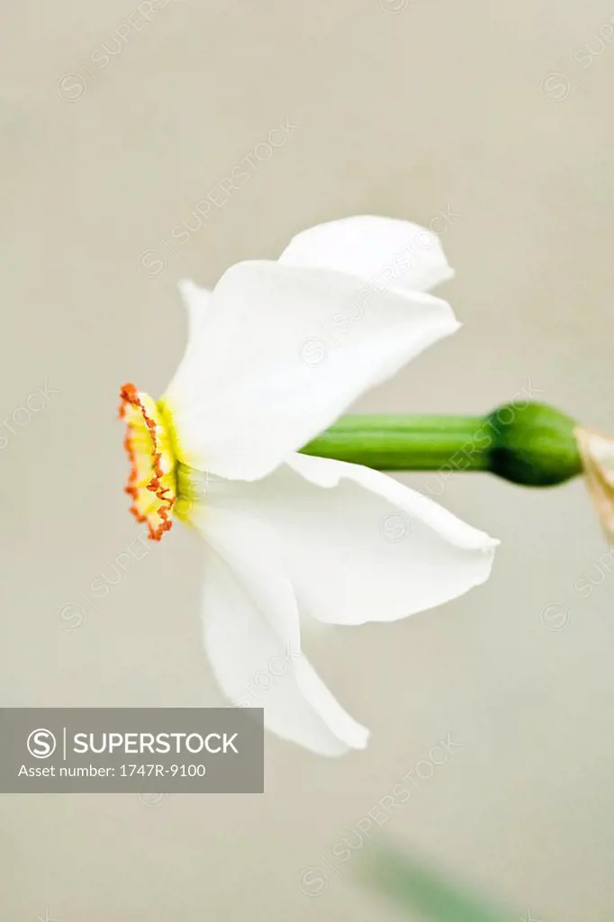 Narcissus flower, side view