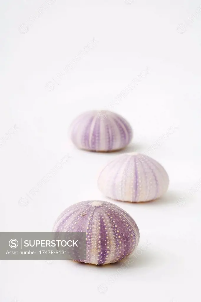 Sea urchins shells