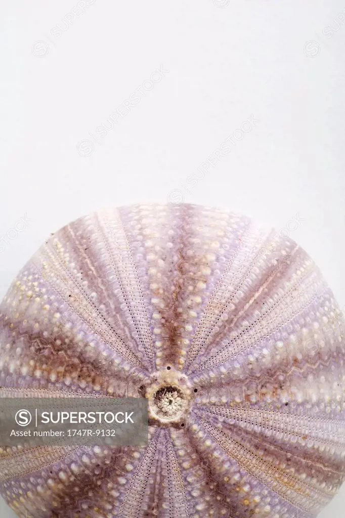Dry sea urchin