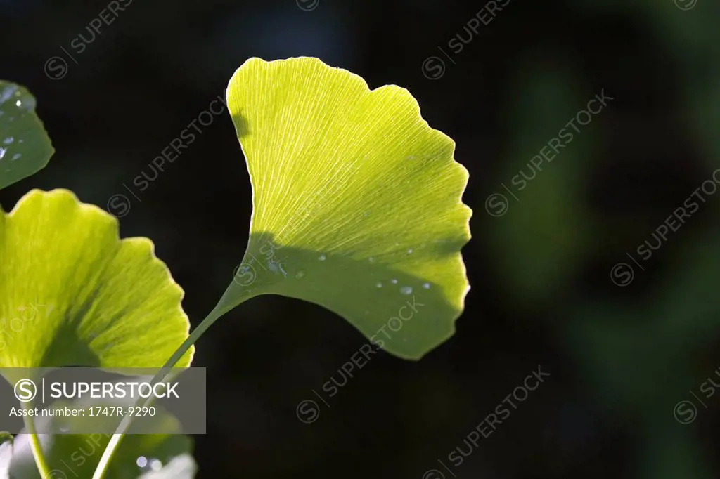 Ginkgo leaf with dew drops, close-up