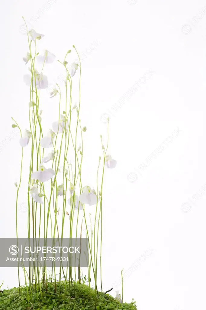 Bladderwort utricularia sandersoni